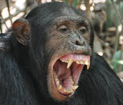 big monkey